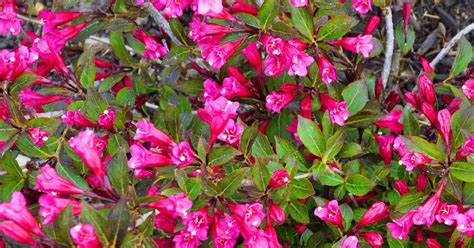 Lilly Hoftijzer Best Flowering Bushes For Full Sun Shrubs For Part