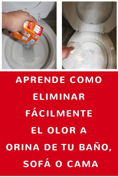 Aprende Como Eliminar F Cilmente El Olor A Orina De Tu Ba O Sof O