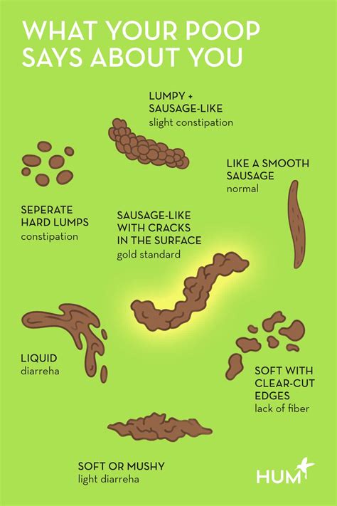 The 7 Different Types Of Poop And Exactly What They Mean