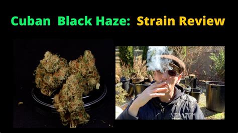 Cuban Black Haze Strain Review Youtube