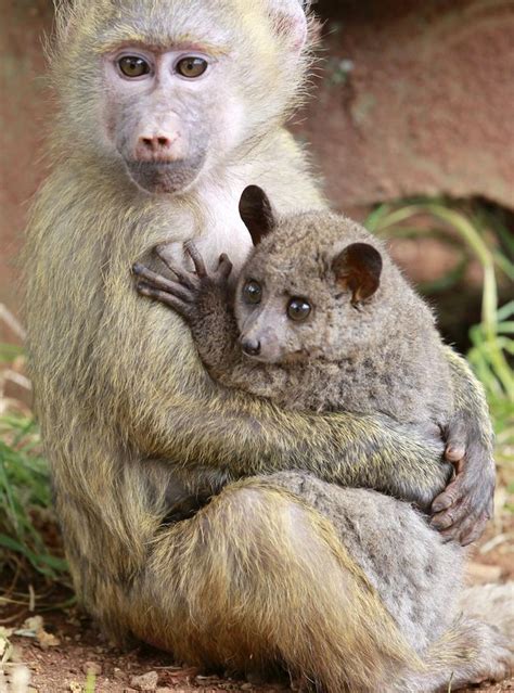 The Baboon And Her Galago 19 Photos That Prove Love Knows No Bounds