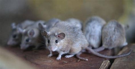 تفسير حلم الفئران الكثيره