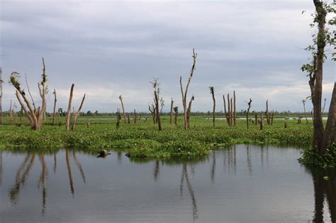 Agusan Marsh Wildlife Sanctuary Amws Is Located In The Province Of