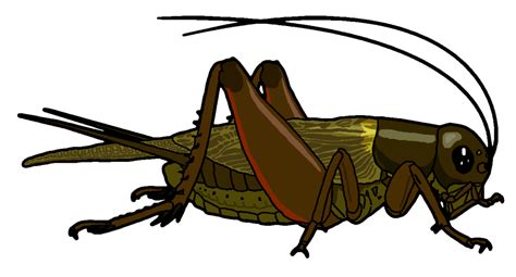 Insect Cricket Clipart Cricket Insect Insect Clipart Clip Art