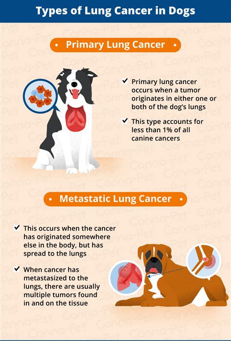 What Are The Signs Of Cancer In A Dog