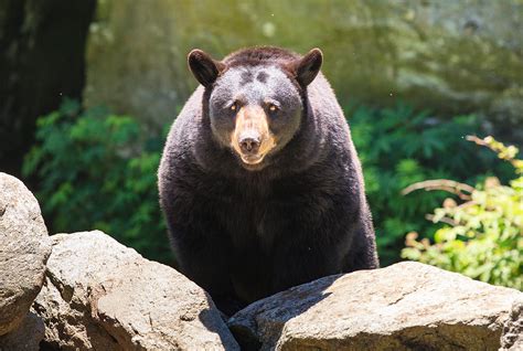 North American Black Bear North Carolina Photograph By Carol Vandyke