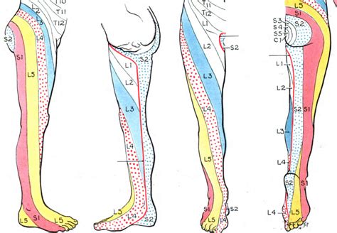 L5 S1 Nerve Root Dermatome Dermatomes Chart And Map