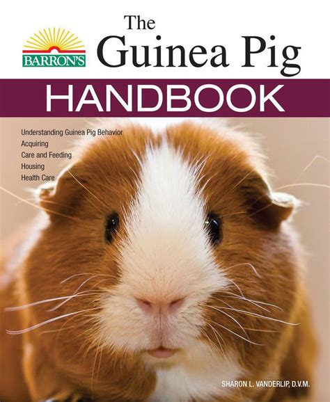 The 8 Best Basic Guinea Pig Supplies