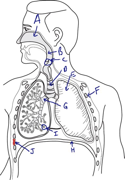 Human Respiratory System Diagram Unlabeled
