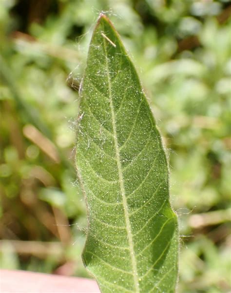 Ludwigia Peploides Ssp Montevidensis Calflora