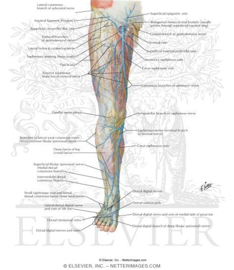 Major nerve supply of lower limbs through lumbar and sacral plexuses: Superficial Nerves and Veins of Lower Limb: Anterior View