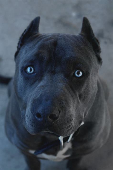 American staffordshire terrier welpen gähnt sitzt auf holzbrettern. luxuryera:Dᴜᴋᴇ| Photographer | Animaux, Animales, Chien