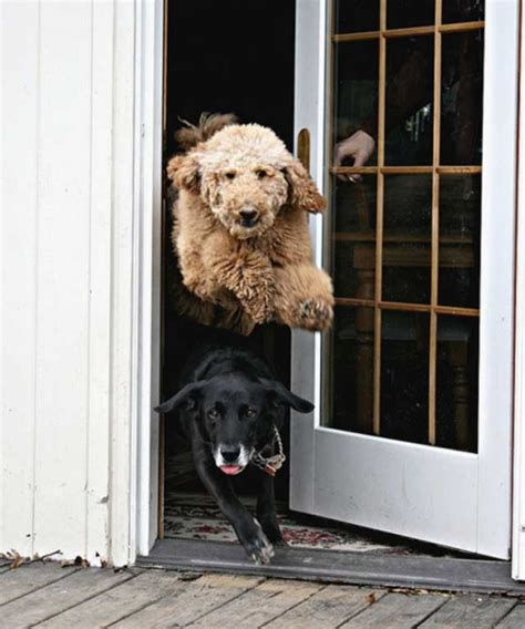 Dogs Going Out Really Funny Pictures Collection On