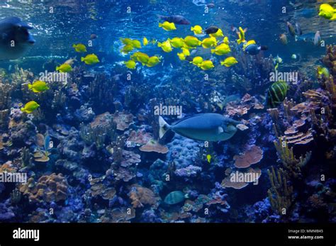 Hawaiian Coral Reef Scene With Several Yellow Tangs Zebrasoma