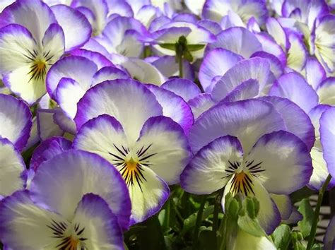 Flower Homes Viola Flowers