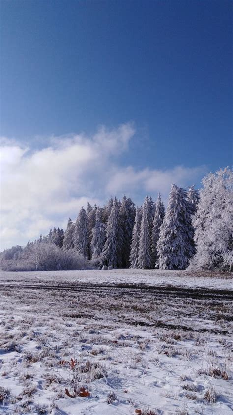 Download Wallpaper 540x960 Forest Trees Snow Field Winter