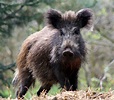 Wild Boar | Animal Photo