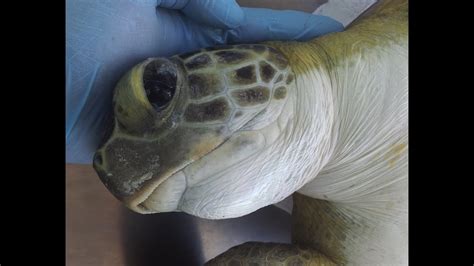 Green Sea Turtles Feeding And Closeups Youtube