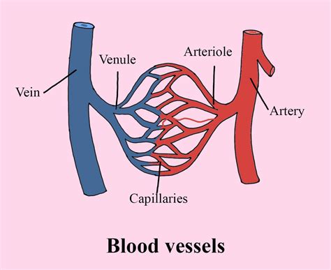 Blood Vessels Model Labeled Anatomy
