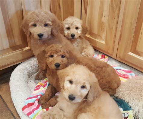 If you think a life without allergies and piles of hair on the carpet sounds good, doodles are for you! Goldendoodle Puppies For Sale | Wausau, WI #255014
