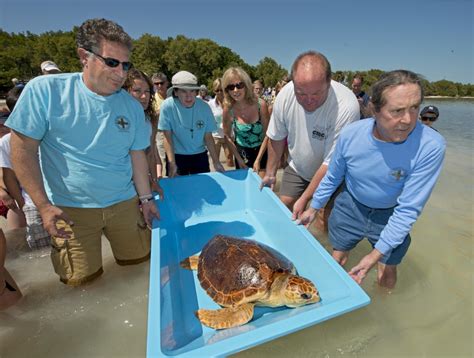 Meet Our Turtles The Turtle Hospital Rescue Rehab Release