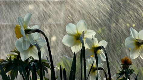 Spring Rain Wallpapers Top Free Spring Rain Backgrounds Wallpaperaccess