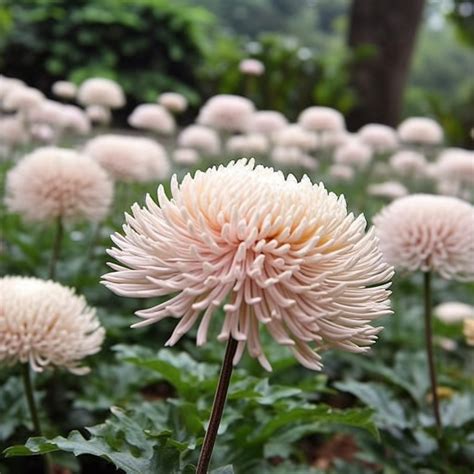 Chrysanthemum Plant Complete Guide And Care Tips Urbanarm