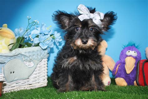 Find the right dog and live happy today. Yorkie-Poo Puppies For Sale - Long Island Puppies