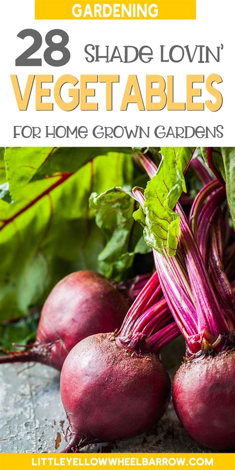 31 Vegetables That Grow In Shade For Gardens Without Full Sun