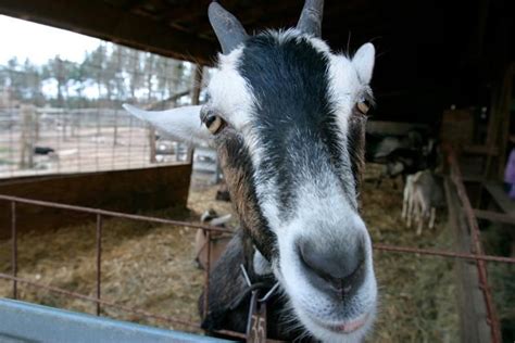 Goat Close Up Portrait At Celebrity Dairy Farm In Siler City Nc Saanen