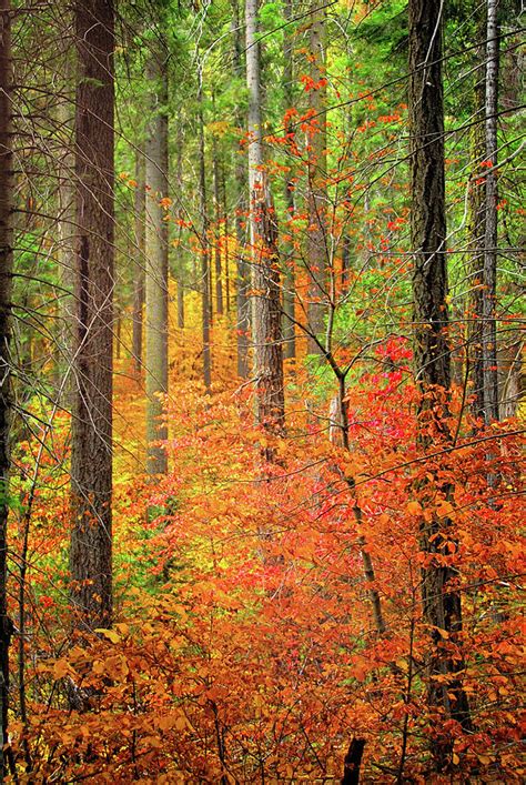 Color Filled Forest Photograph By Lynn Bauer