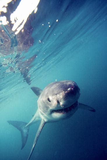 Great White Shark South Africa Photographic Print Stuart