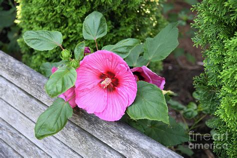Giant Hibiscus On Bench Photograph By Robert Tubesing Fine Art America