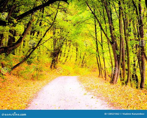 Autumnal Forest Road Stock Photo Image Of Covered Road 128521062
