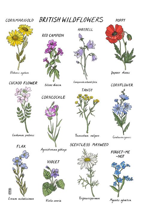 British Wildflower Print A4 And A3 Art Print Botanical Art Print