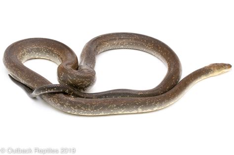 Kupong Macklotts Python Female Outback Reptiles