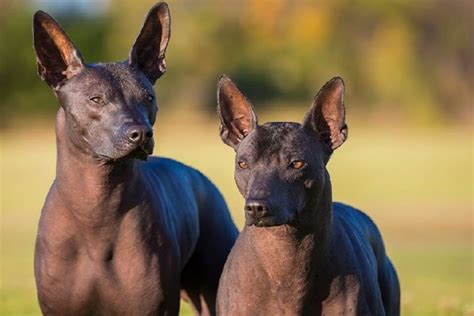 Xoloitzcuintli Facts And Traits Of The Mexican Hairless Dog