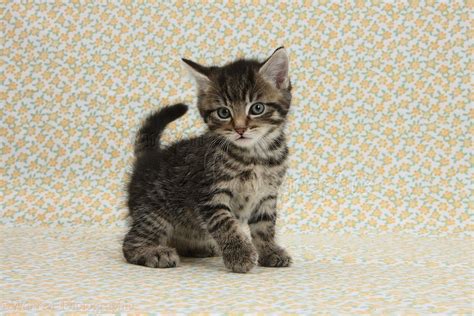 Kitty World Cute Tabby Kitten