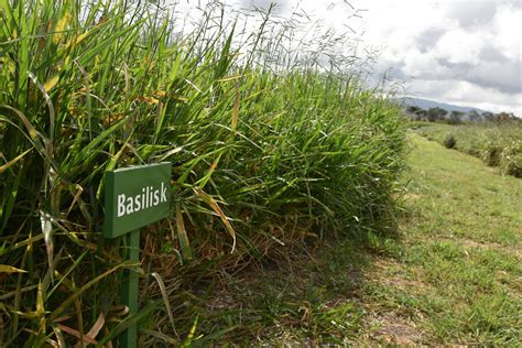 Basilisk Variety Of Brachiaria Grass At Ilris Kapiti Rese Flickr