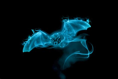 Silver Haired Bat Patronus By Alana Shee On Deviantart