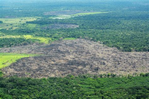 Deforestan más de 10 hectáreas de bosque amazónico cada hora