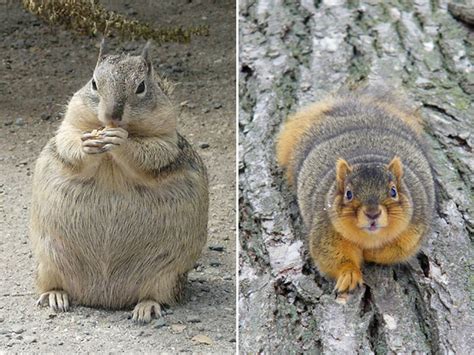 These Fat Squirrels Have Gone Nuts For Nuts Like The Iceage One