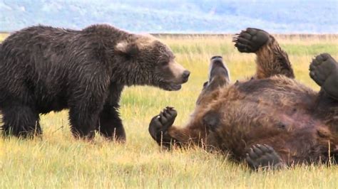 2 Large Brown Bears Playing In Alaska On A Bear Watching Adventure In