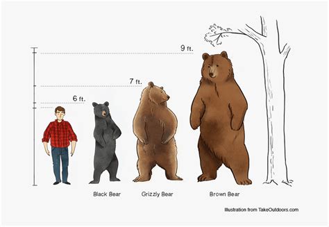Bear Size Comparison Chart