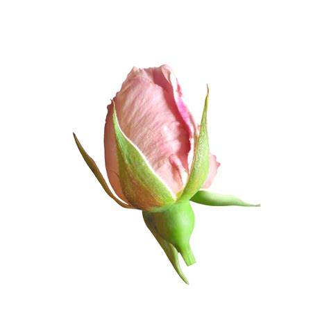Free Purple Rose Flower Cutout 21168718 Png With Transparent Background