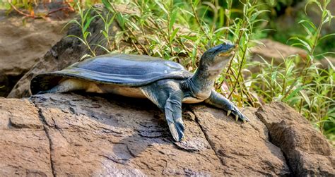 Softshell Turtles Lived Alongside The Dinosaurs Earth Com