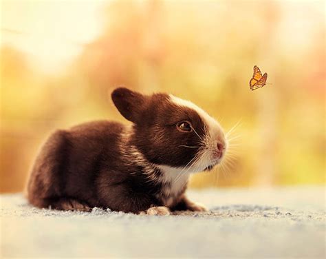 Photographer Documents The Growth Of His Baby Bunnies As They Grow Older