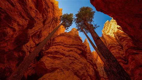 Tall Trees Between Bryce Canyon National Park 4k Hd Nature Wallpapers