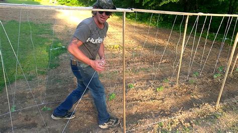 Pole beans are more than just showy foliage with beautiful flowers, delicious pods, and plump beans. How to make a cheap pole bean trellis - YouTube