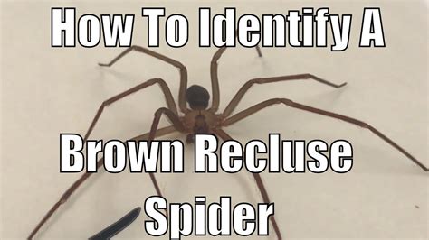 How To Identify A Brown Recluse Spider Youtube
